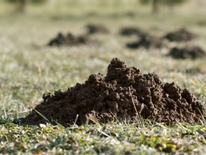 Prikaz više krtičnjaka (humaka) na travnjaku, simbol štete od krtice (Talpa europaea). Naglasak na potrebi za zakonitim i repelentnim DDD mjerama.